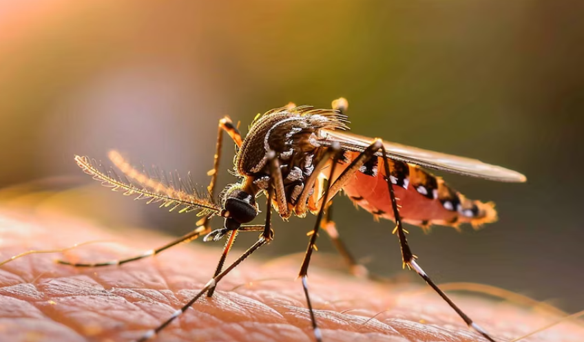 Un estudio subraya que el cambio climático está incrementando la aparición de enfermedades infecciosas.