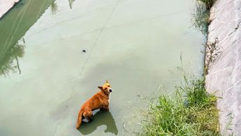 Perro quedó atrapado en un canal de Reynosa