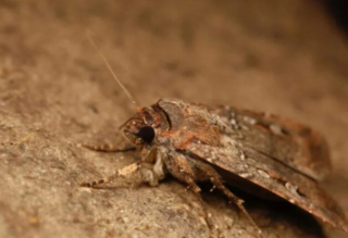 Una polilla se ha orientado observando el cielo nocturno, utilizando específicamente la constelación de la Vía Láctea.