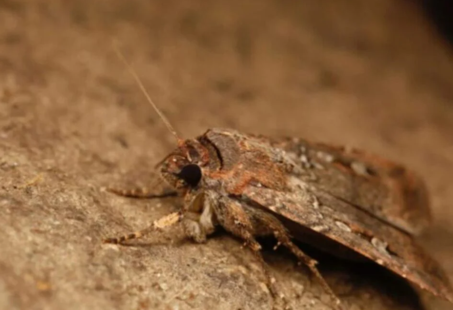 Una polilla se ha orientado observando el cielo nocturno, utilizando específicamente la constelación de la Vía Láctea.