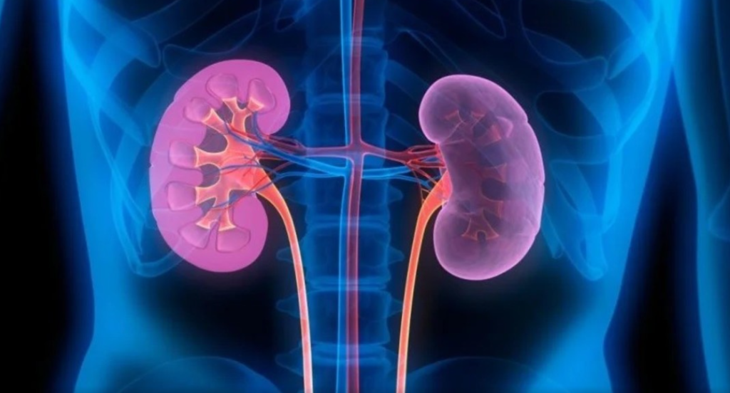 Alimentos menos apropiados para la salud de los riñones según expertos