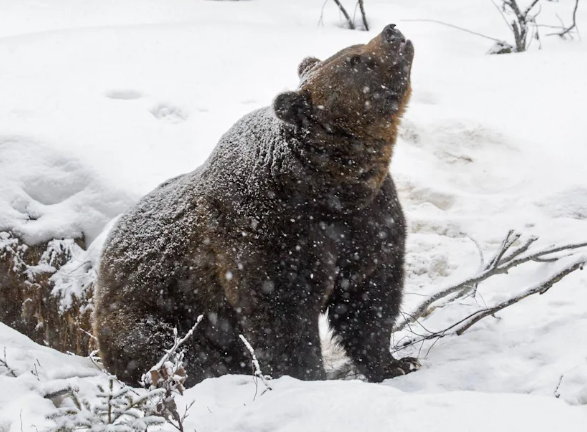El ADN humano puede albergar genes que faciliten a los individuos alcanzar un estado de hibernación parecido.