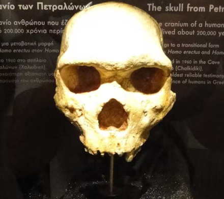 El hallazgo en Grecia ofrece una nueva visión sobre el pasado humano, ya que el cráneo encontrado en Petralona podría reescribir la historia evolutiva y cuestionar la clasificación tradicional del ser humano y su vínculo con el neandertal.