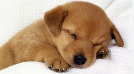 Modificaciones en el comportamiento de los perros durante la pandemia de COVID-19