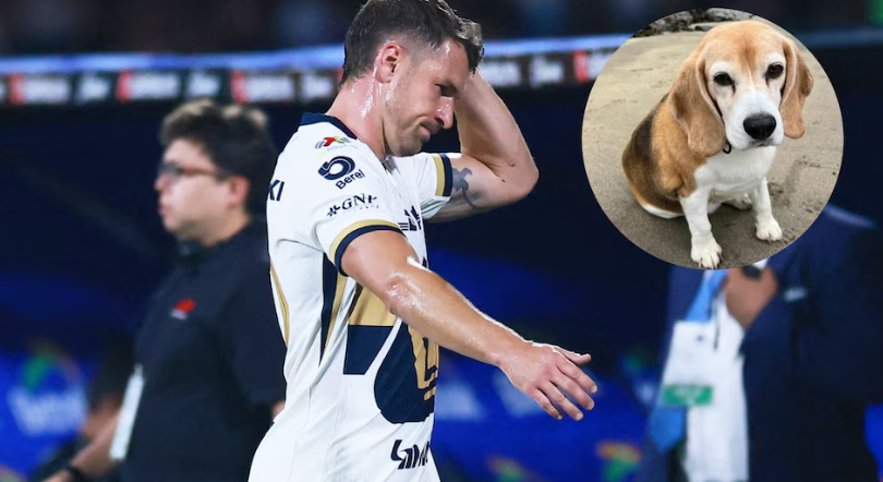 Aaron Ramsey solicita ayuda de los ciudadanos para encontrar a su perro Halo, quien está perdido en Guanajuato.