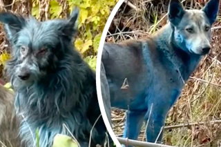 Se han detectado perros con pelaje azul en la zona de Chernóbil cercana a la antigua central nuclear.