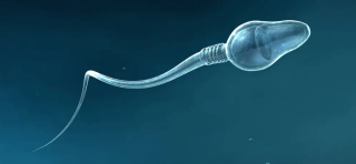 La fertilización asistida con inteligencia artificial ha permitido el embarazo en varones con dificultades de fertilidad.