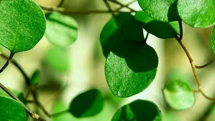 Un vegetal frecuentemente desatendido posee cualidades salubres para los huesos y las articulaciones, reduce los niveles de colesterol y protege el hígado.