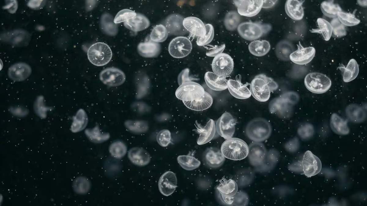 Se han encontrado larvas de medusas con una cantidad inusualmente alta de ojos en un laboratorio de la Universidad de California.