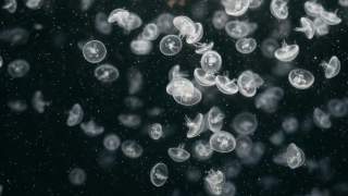 Se han encontrado larvas de medusas con una cantidad inusualmente alta de ojos en un laboratorio de la Universidad de California.