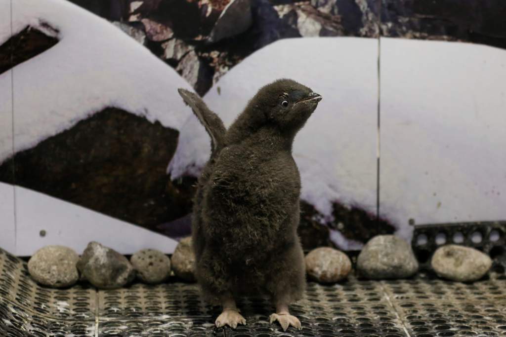 Pingüinos bebés Adelie y Gentoo encantan al Zoológico de Guadalajara