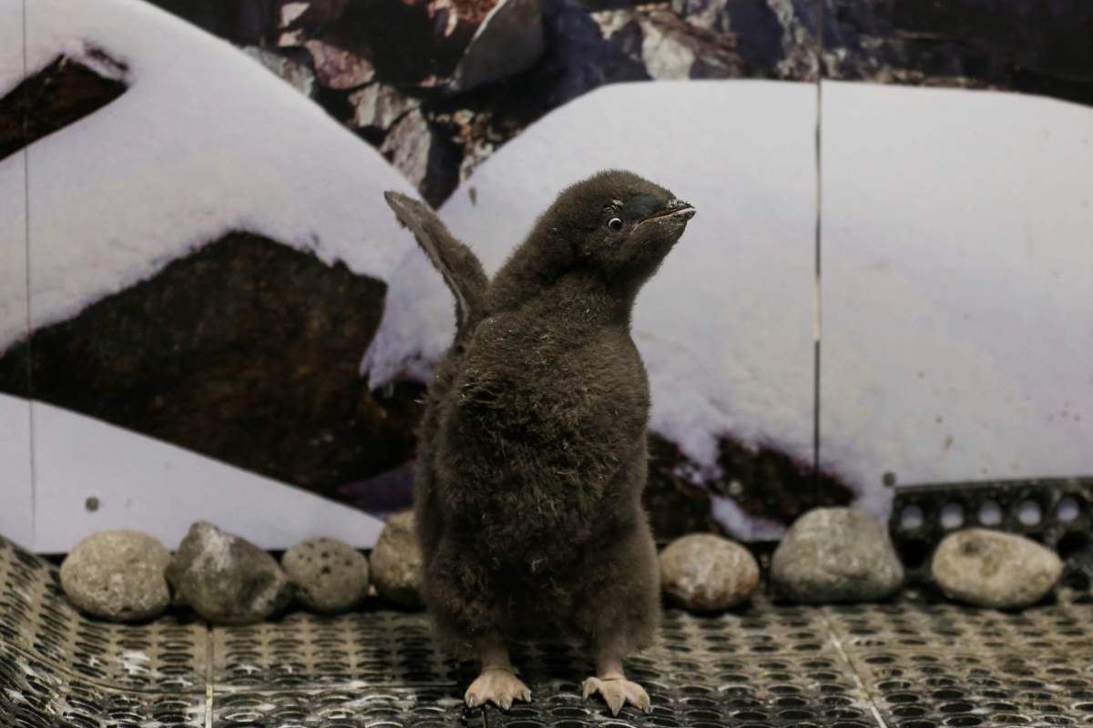 Pingüinos bebés Adelie y Gentoo encantan al Zoológico de Guadalajara