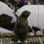 Pingüinos bebés Adelie y Gentoo encantan al Zoológico de Guadalajara