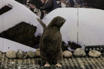 Pingüinos bebés Adelie y Gentoo encantan al Zoológico de Guadalajara