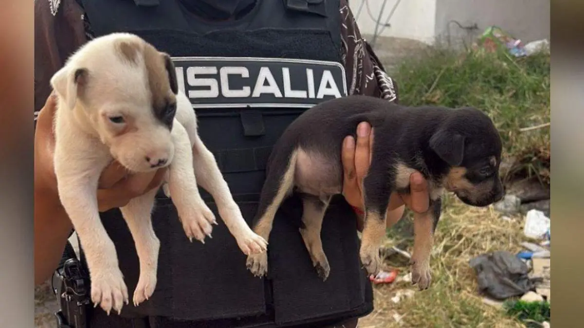 ¡Rescatan a 21 Perritos del Infierno en Tlaquepaque! Dos No Sobrevivieron al Abandono Cruel