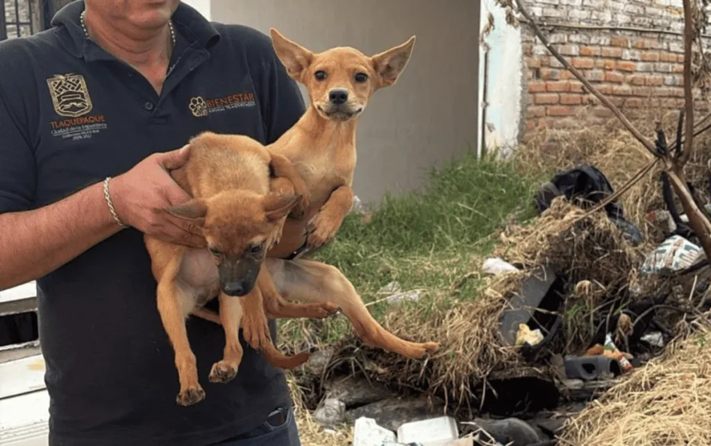 ¡Salvan a 21 Cachorros del Infierno en Tlaquepaque! Dos No Resistieron el Cruel Abandono