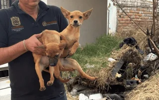 ¡Salvan a 21 Cachorros del Infierno en Tlaquepaque! Dos No Resistieron el Cruel Abandono