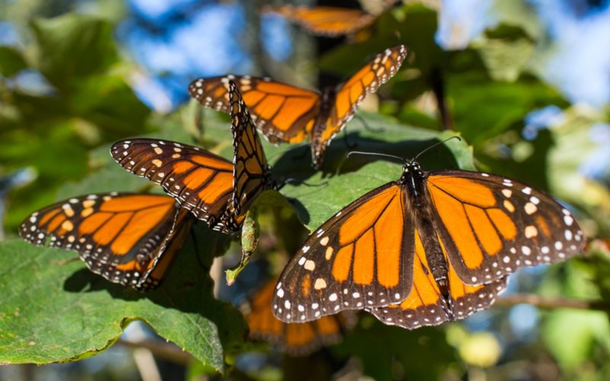 Aumenta 64% hábitat de mariposa Monarca y avanzan proyectos de conservación en México y Uruguay