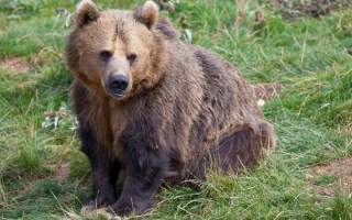 Condenan a tres personas por fingir ataques de oso para cobrar seguros de autos de lujo