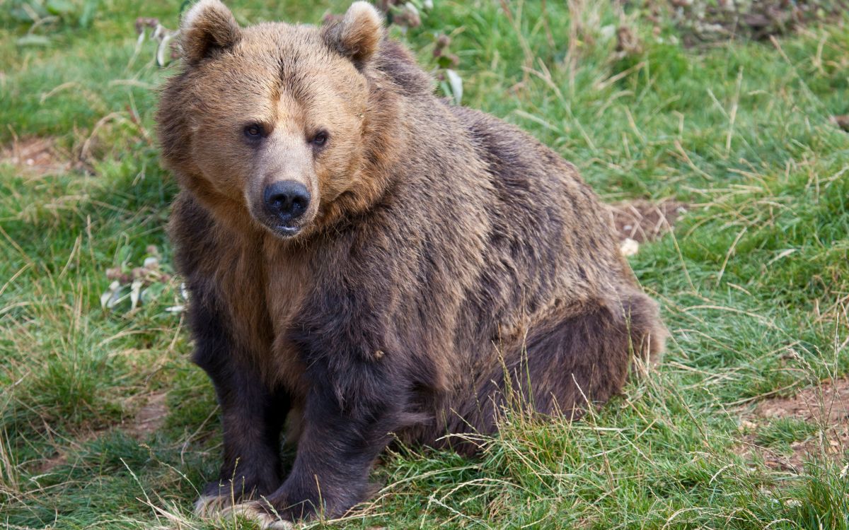 Condenan a tres personas por fingir ataques de oso para cobrar seguros de autos de lujo