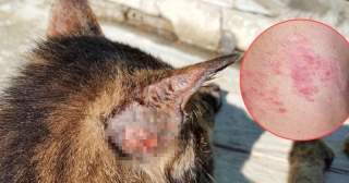 Emite Cofepris alerta por Mirena falsificado y detectan hongo de gatos en Uruguay