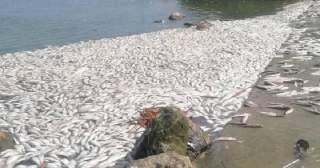 Denuncian mortandad masiva de peces en estero El Camalote por intrusión salina