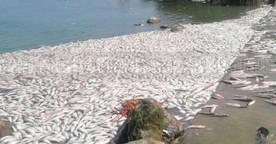 Conagua descarta contaminación por hidrocarburos y atribuye mortandad de peces a cambios de salinidad