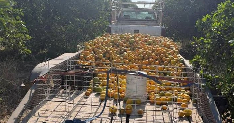 Alertas fitosanitarias por plagas en sector agropecuario de Tamaulipas