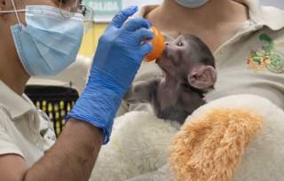 Zoológico Guadalajara asiste crianza de Yuji, mono patas rechazado por su madre