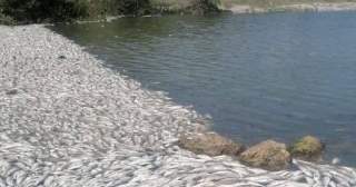Incendios en Altamira y mortandad de dos toneladas de peces por salinidad en el Estero del Camalote