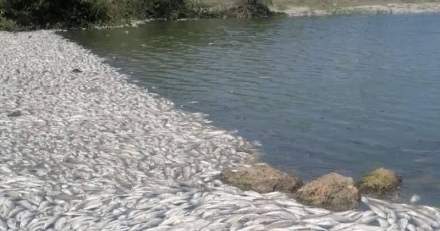 Incendios en Altamira y mortandad de dos toneladas de peces por salinidad en el Estero del Camalote