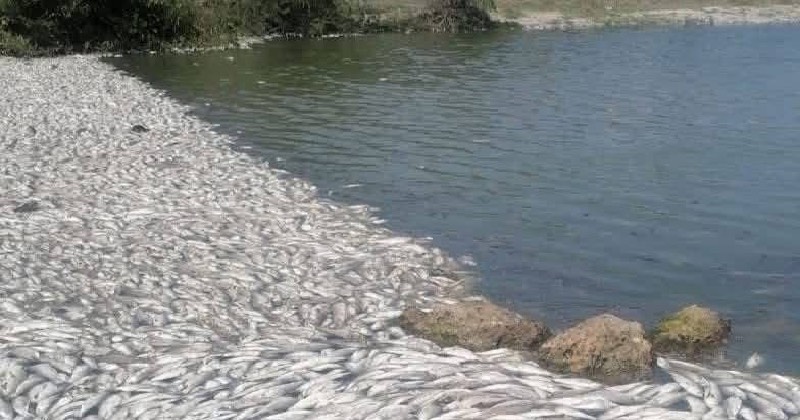 Incendios en Altamira y mortandad de dos toneladas de peces por salinidad en el Estero del Camalote