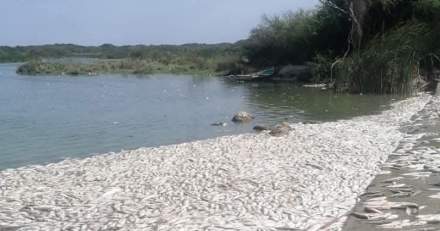 Cuestionan sacrificio de más de 10 mil perros en Tecámac; evitan clausura de refugio en Jalisco y hallan activista muerto en Michoacán