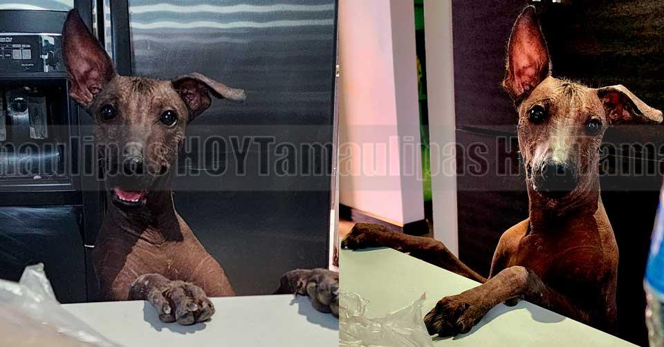 Diputados aprueban declarar el 27 de octubre como Día Nacional del Xoloitzcuintle