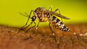 Frente al avance del Dengue: México inicia aplicación estratégica de nueva vacuna en zonas críticas