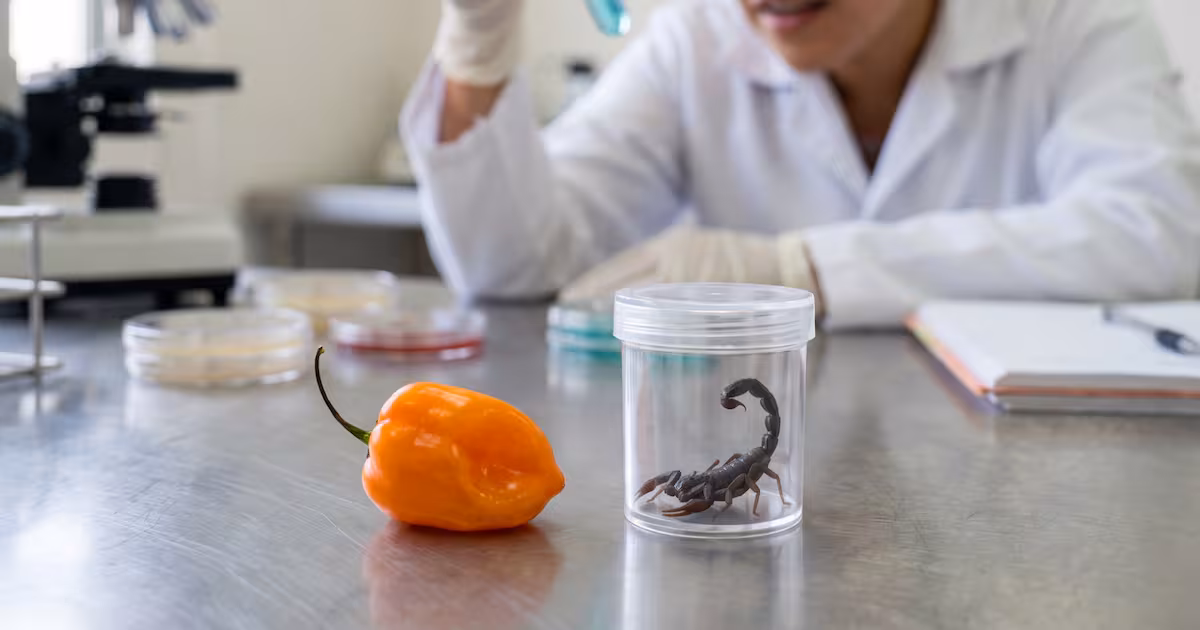 Ciencia Mexicana: UNAM desarrolla antibiótico contra la Tuberculosis usando veneno de alacrán y chile habanero