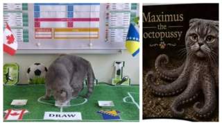 Furor en redes: Milo, el tierno gato de Boston que predice con éxito los resultados del Mundial 2026