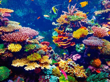 Filantropía digital y sostenible: Artistas ceden regalías de por vida para salvar los arrecifes de coral