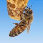 Arquitectas reales: Descubren abejas obreras genéticamente programadas solo para construir celdas de reinas