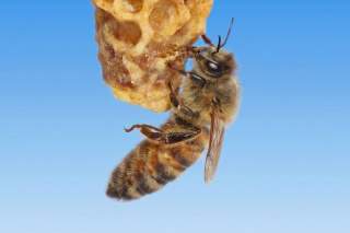 Arquitectas reales: Descubren abejas obreras genéticamente programadas solo para construir celdas de reinas