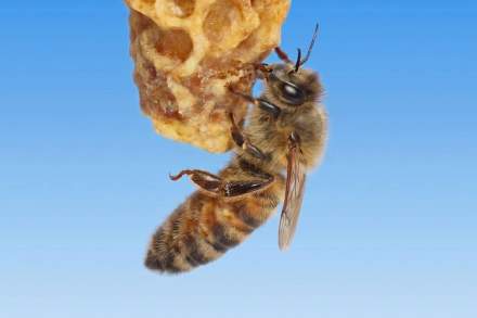 Arquitectas reales: Descubren abejas obreras genéticamente programadas solo para construir celdas de reinas