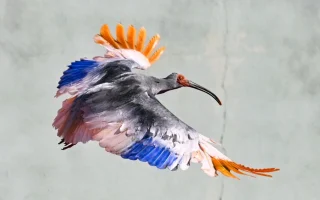 Milagro ecológico en Asia: La liberación del ibis crestado en Japón une a China y Corea del Sur en una alianza genética histórica