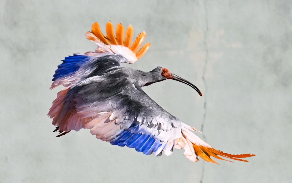 Milagro ecológico en Asia: La liberación del ibis crestado en Japón une a China y Corea del Sur en una alianza genética histórica