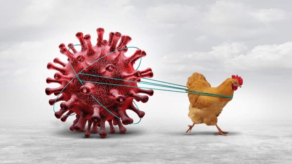 Alerta biológica global: Australia confirma primer caso de gripe aviar H5N1 y el virus ya está en todos los continentes