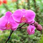 ¡Tesoro natural en Chiapas! Descubren en la Selva Lacandona una nueva especie de orquídea en peligro de extinción