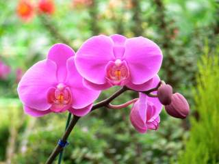 ¡Tesoro natural en Chiapas! Descubren en la Selva Lacandona una nueva especie de orquídea en peligro de extinción