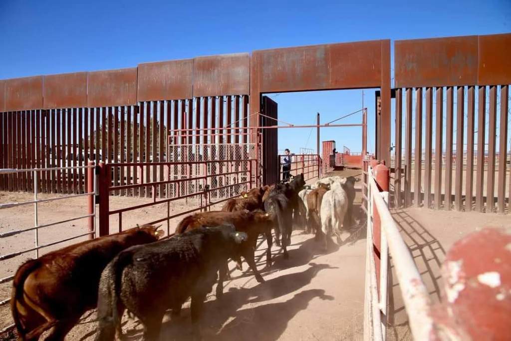 ¡Buena noticia para el campo mexicano! Se reactiva la exportación de ganado en pie hacia Estados Unidos