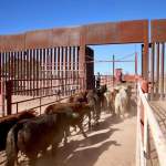 ¡Buena noticia para el campo mexicano! Se reactiva la exportación de ganado en pie hacia Estados Unidos