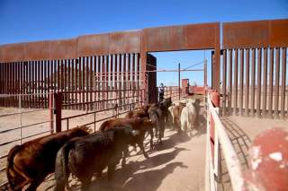 ¡Buena noticia para el campo mexicano! Se reactiva la exportación de ganado en pie hacia Estados Unidos