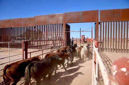 ¡Buena noticia para el campo mexicano! Se reactiva la exportación de ganado en pie hacia Estados Unidos